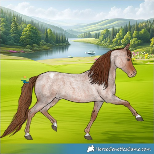 Horse Color:Red Roan Appaloosa 