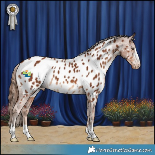Horse Color:Chestnut Appaloosa 