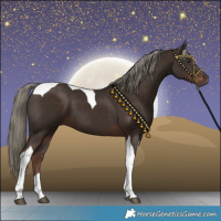 Horse Color:Liver Chestnut Mushroom Tobiano 