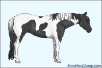 Horse Color:Smoky Black Tobiano
