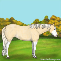 Horse Color:Palomino Roan Splash 