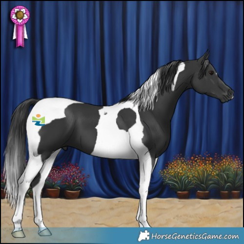 Horse Color:Black Tobiano 