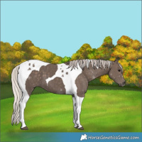 Horse Color:Silver Black Tobiano 
