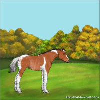 Horse Color:Bay Tobiano Rabicano