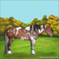 Horse Color:White Spotted Bay 