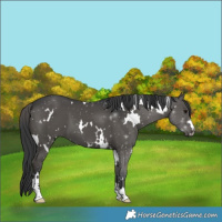 Horse Color:White Spotted Black