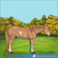 Horse Color:White Spotted Chestnut