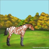 Horse Color:White Spotted Bay Appaloosa 