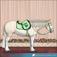 Horse Color:Palomino Roan Splash