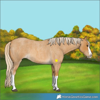 Horse Color:Palomino Roan Splash 