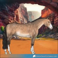 Horse Color:Brown Dun 