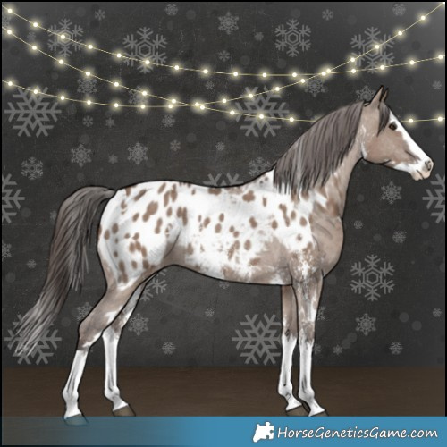 Horse Color:White Spotted Liver Red Dun Sabino Splash Appaloosa Rabicano