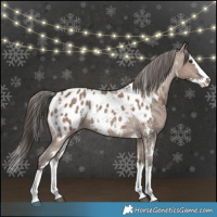 Horse Color:White Spotted Liver Red Dun Sabino Splash Appaloosa Rabicano