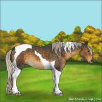 Horse Color:Silver Buckskin Roan Tobiano 