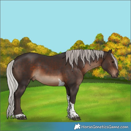 Horse Color:Silver Brown Tobiano 