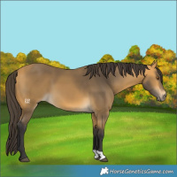 Horse Color:Buckskin