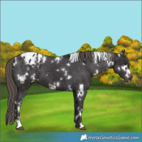 Horse Color:White Spotted Smoky Black Appaloosa 