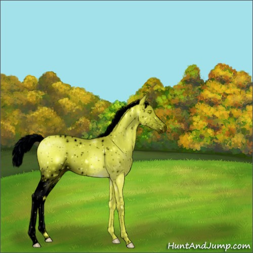 Horse Color:ERROR: UNKNOWN ANOMALY