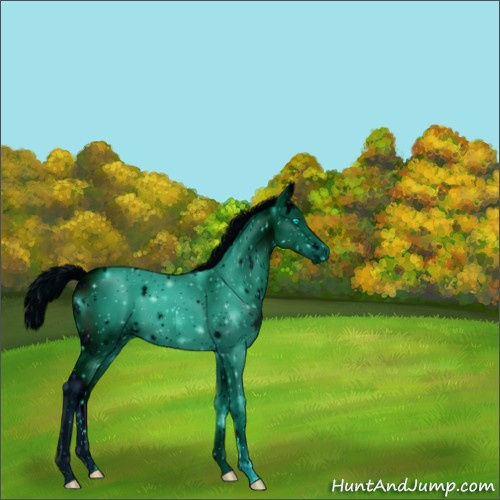 Horse Color:ERROR: UNKNOWN ANOMALY