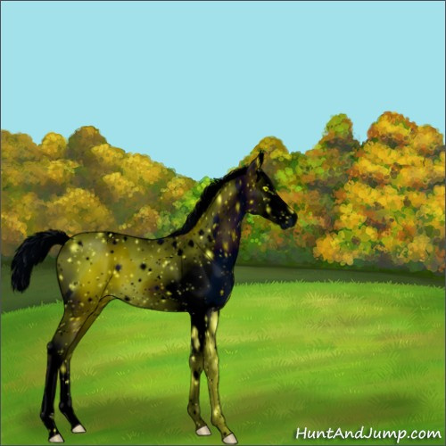 Horse Color:ERROR: UNKNOWN ANOMALY