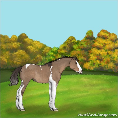 Horse Color:Liver Red Dun Splash Tobiano Rabicano 