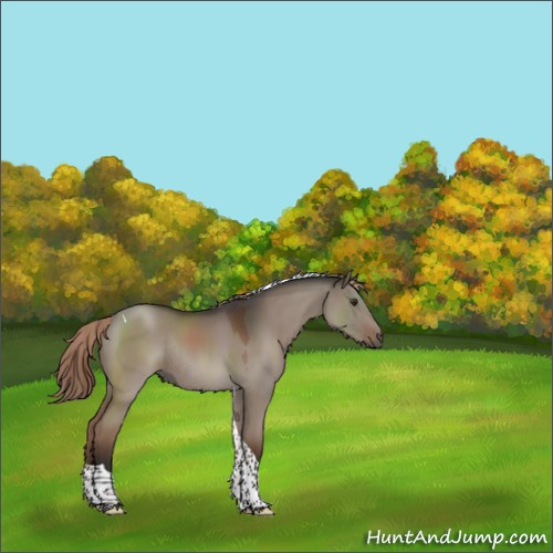 Horse Color:Liver Red Dun Tobiano Rabicano 