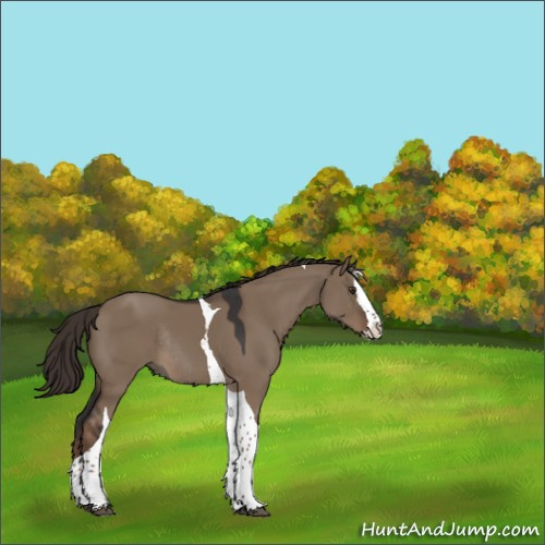 Horse Color:Liver Red Dun Splash Tobiano Rabicano 