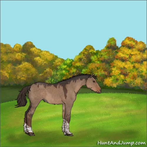 Horse Color:Liver Red Dun Tobiano Rabicano 