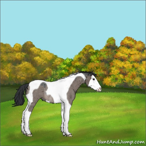 Horse Color:Brown Roan Dun Splash Tobiano Rabicano 