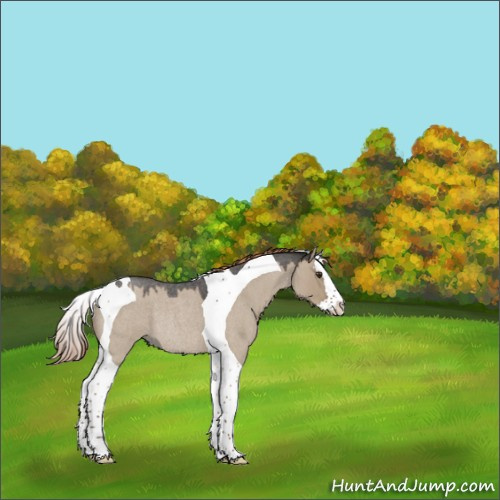 Horse Color:Liver Red Dun Roan Splash Tobiano Rabicano 