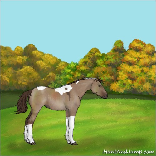 Horse Color:Liver Red Dun Roan Tobiano Rabicano 