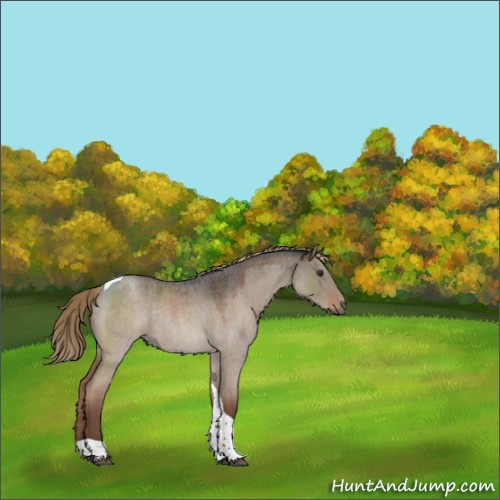 Horse Color:Liver Red Dun Roan Tobiano Rabicano 