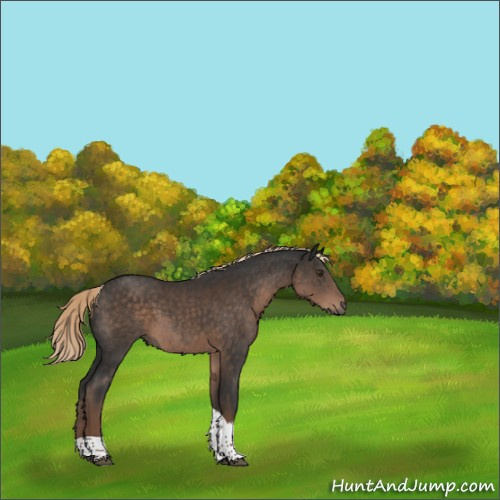 Horse Color:Liver Chestnut Tobiano Rabicano 