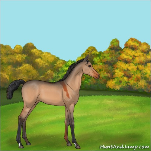 Horse Color:Brown Dun 