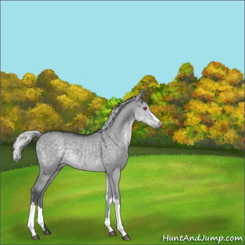 Horse Color:Silver Grullo Chinchilla 
