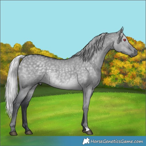 Horse Color:Silver Grullo Chinchilla 