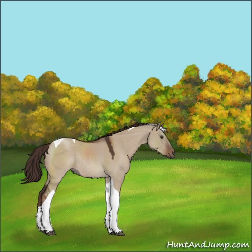 Horse Color:Liver Red Dun Tobiano Rabicano 