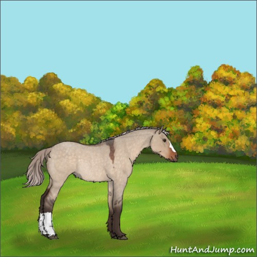 Horse Color:Silver Brown Roan Dun Rabicano 