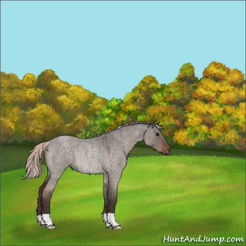 Horse Color:Silver Brown Roan Dun Rabicano 