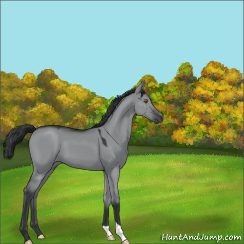 Horse Color:Grullo Chinchilla 