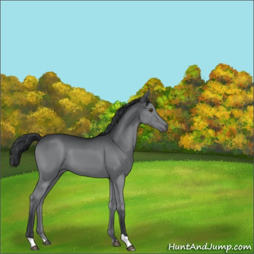 Horse Color:Grullo Chinchilla 
