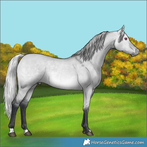 Horse Color:Silver Bay Chinchilla Dun 