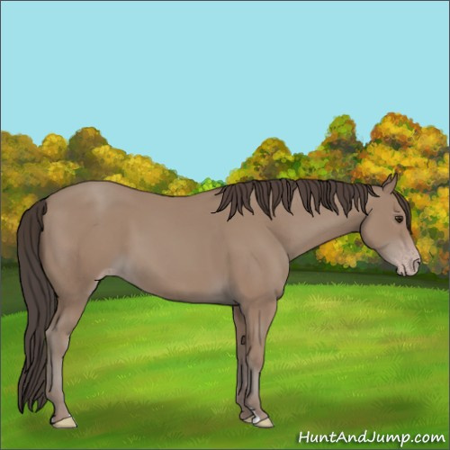 Horse Color:Classic Champagne 