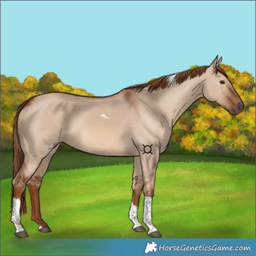 Horse Color:Red Dun Tobiano