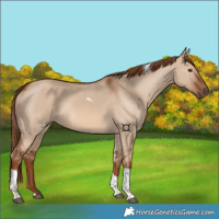 Horse Color:Red Dun Tobiano 