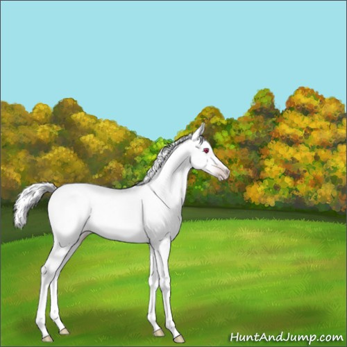 Horse Color:Gold Champagne Chinchilla Onyx 