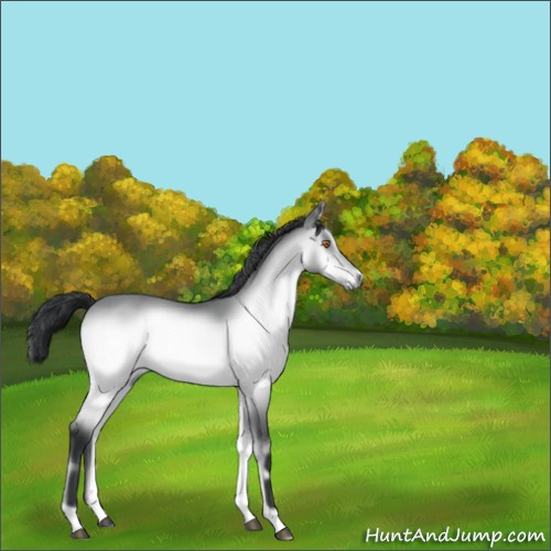 Horse Color:Bay Chinchilla Onyx 