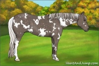 Horse Color:White Spotted Silver Black 
