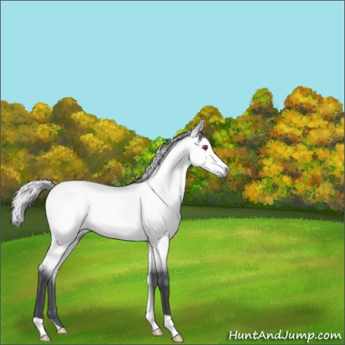 Horse Color:Silver Bay Chinchilla 