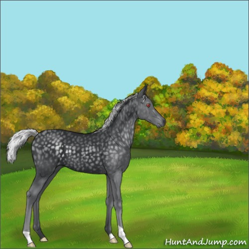 Horse Color:Silver Black Chinchilla 